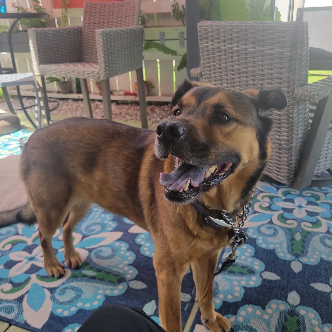 Buddy, a Adoptable Shepherd in Coral Springs, FL image 3/3