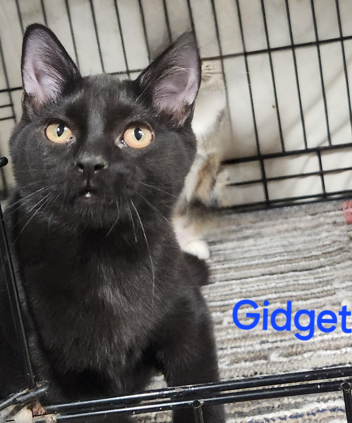 Enlarge Gidget, a Adopted mixed breed in Whitewater, WI image 5/6