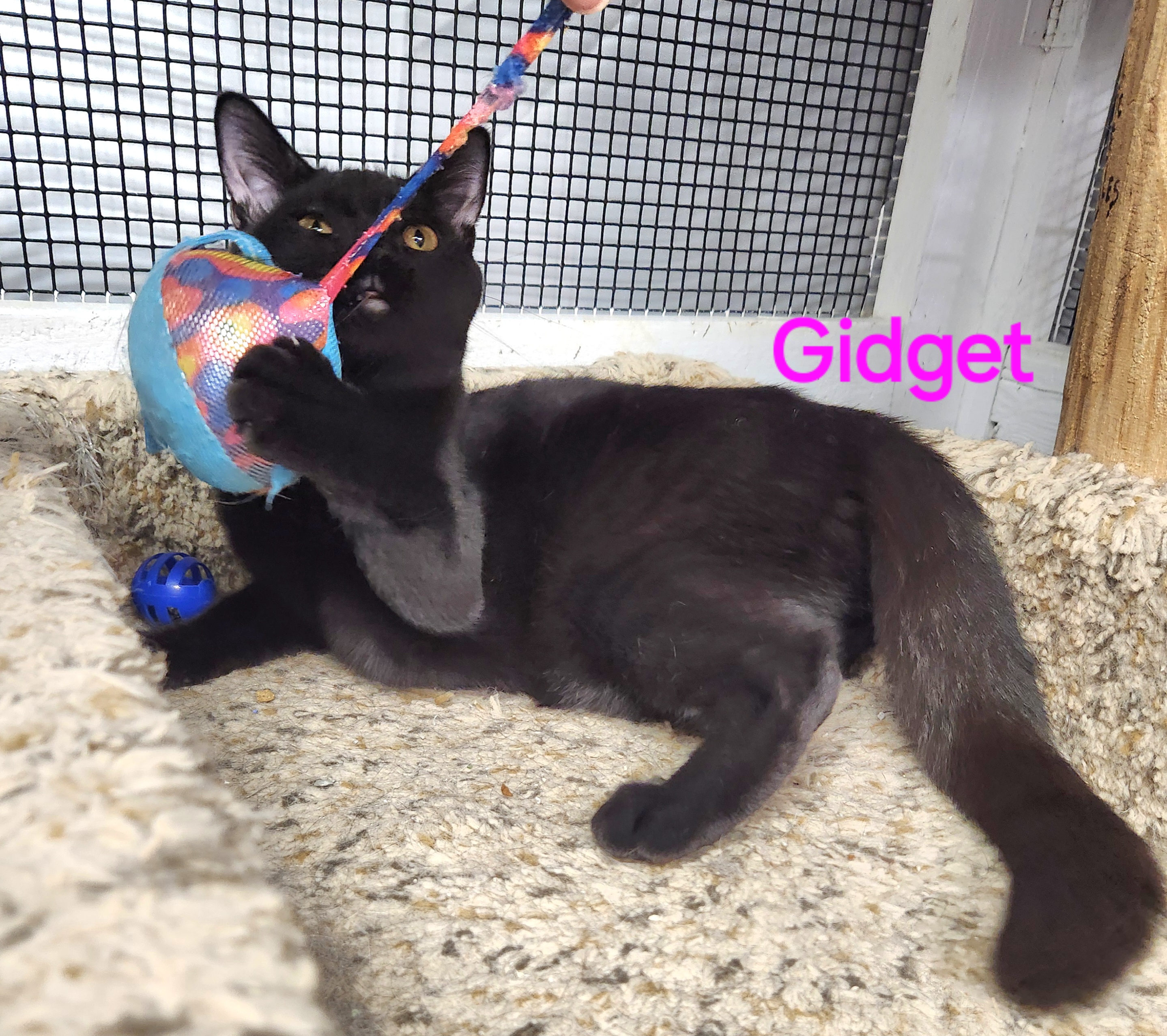 Enlarge Gidget, a Adopted mixed breed in Whitewater, WI image 3/6