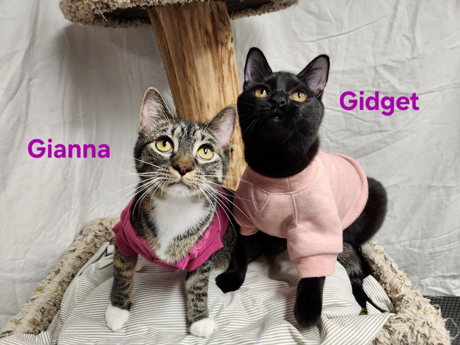 Enlarge Gidget, a Adopted mixed breed in Whitewater, WI image 6/6