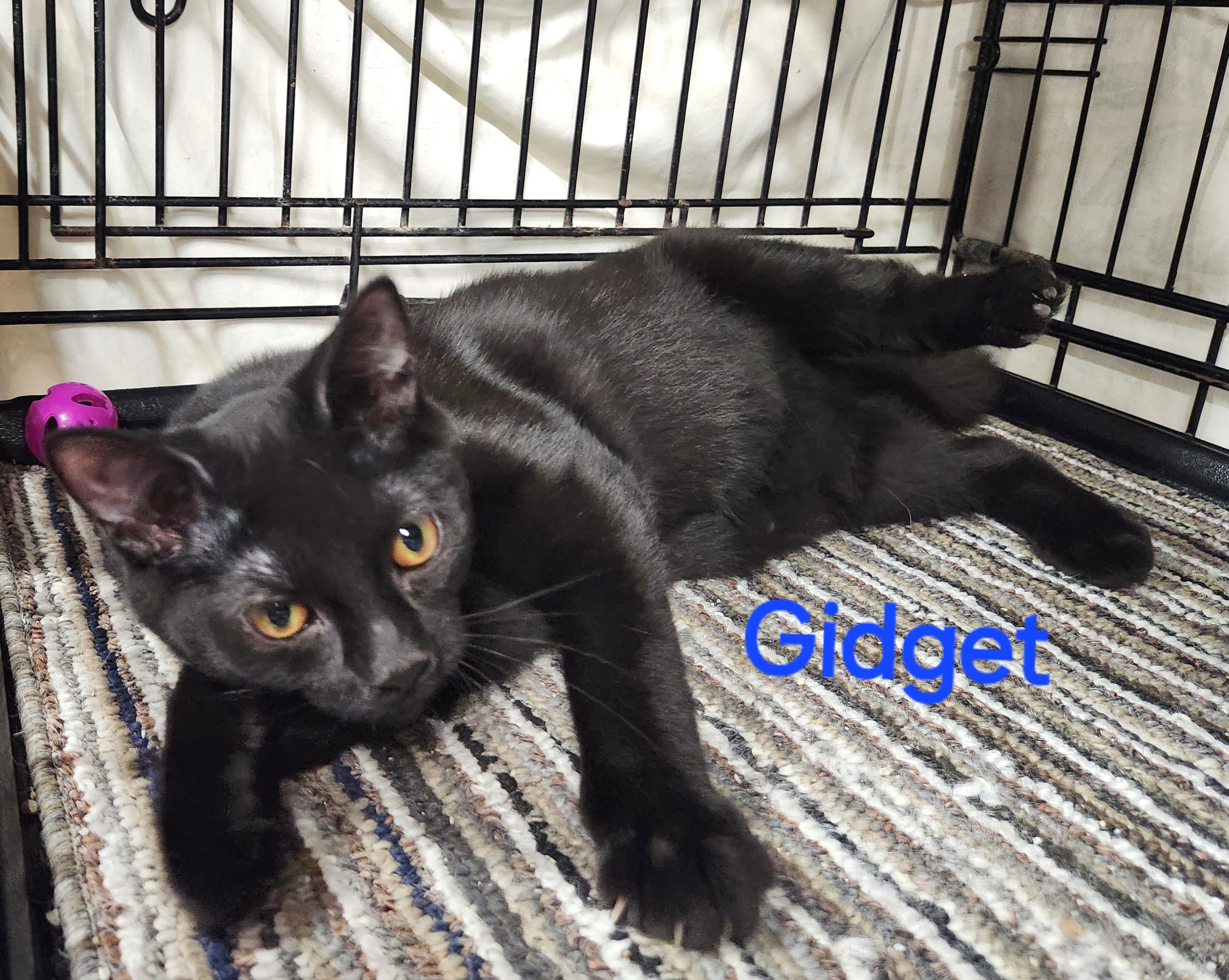 Enlarge Gidget, a Adopted mixed breed in Whitewater, WI image 2/6