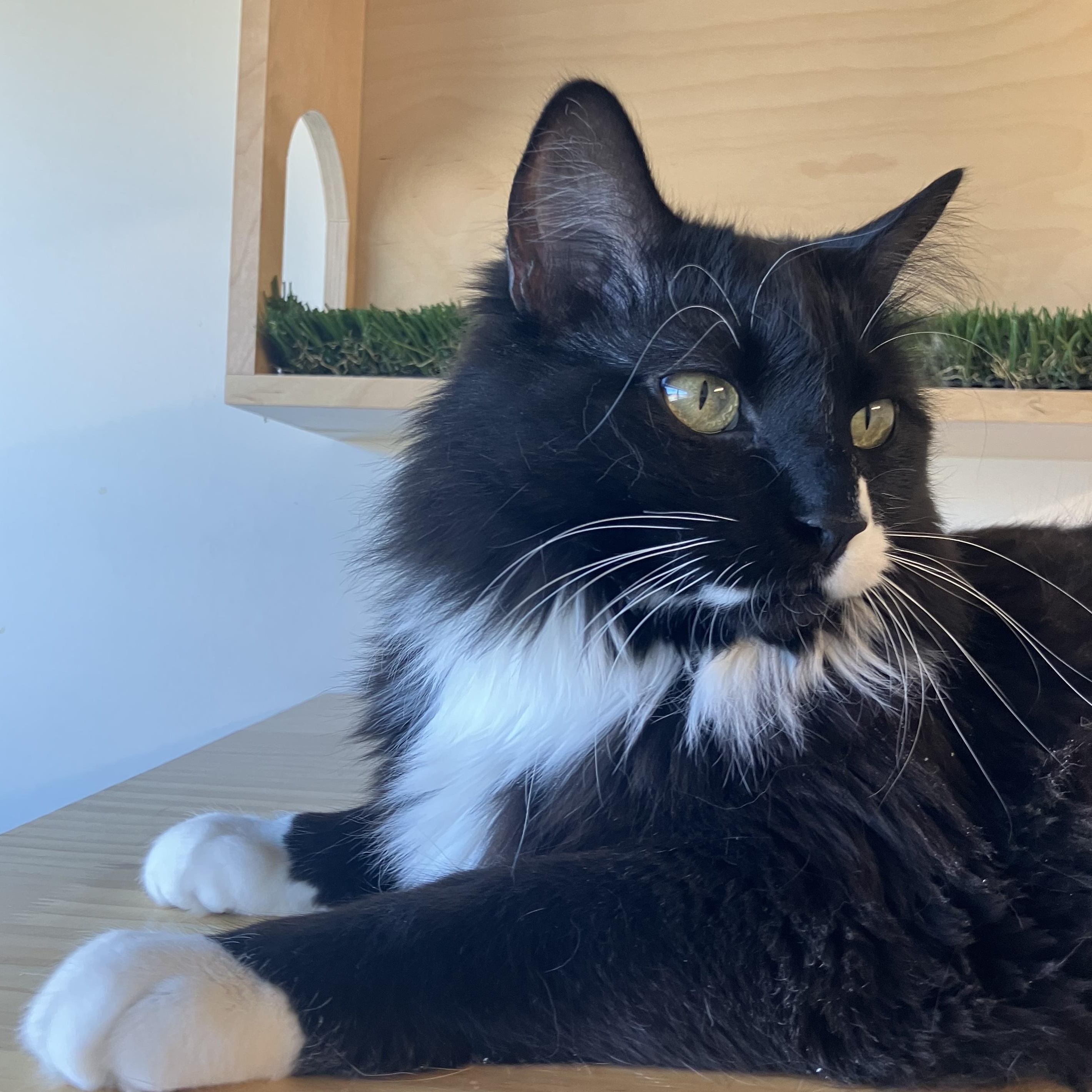 Chiclet, an adoptable Tuxedo in Torrey, UT, 84775 | Photo Image 1