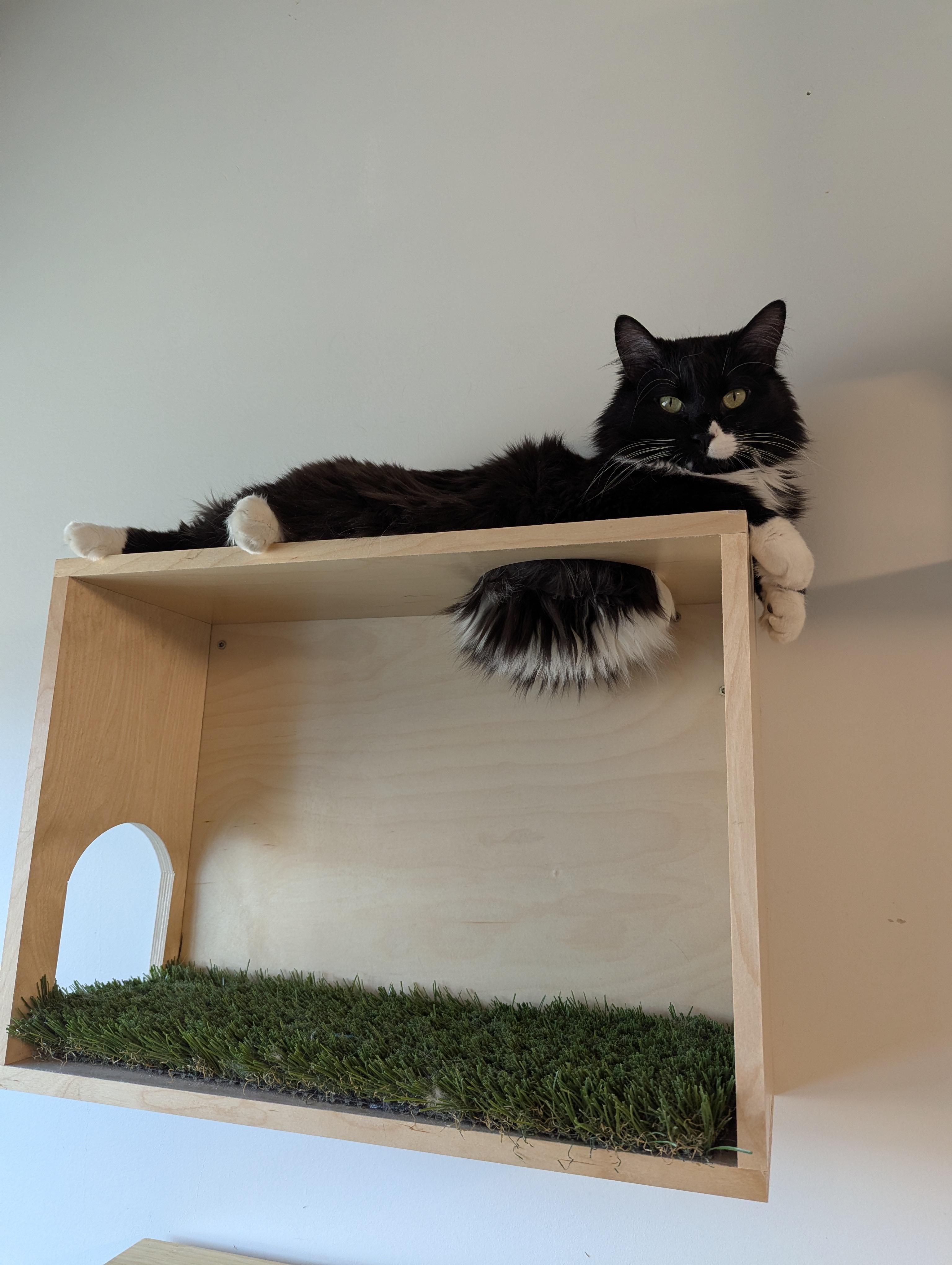Chiclet, an adoptable Tuxedo in Torrey, UT, 84775 | Photo Image 2
