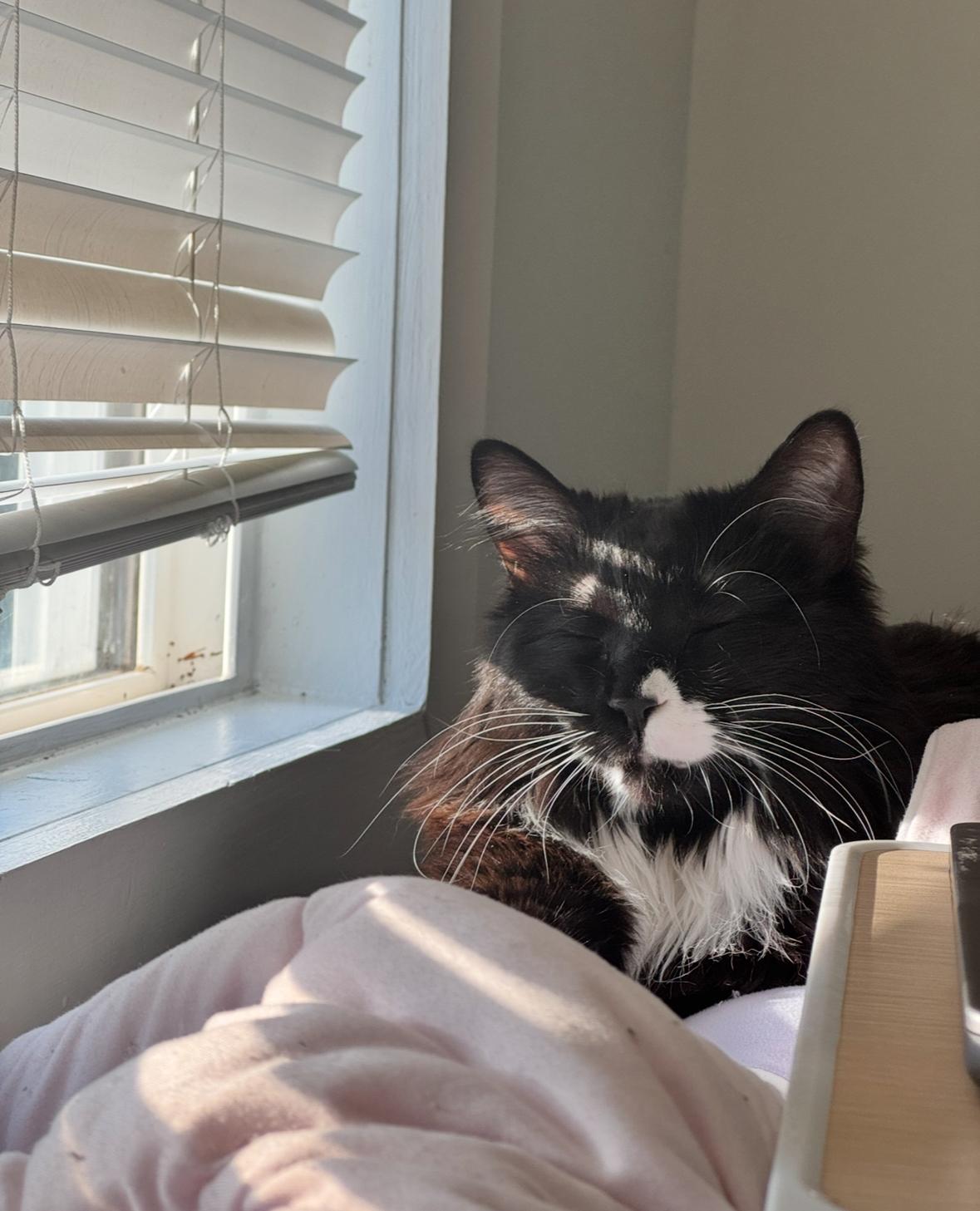 Chiclet, an adoptable Tuxedo in Torrey, UT, 84775 | Photo Image 3