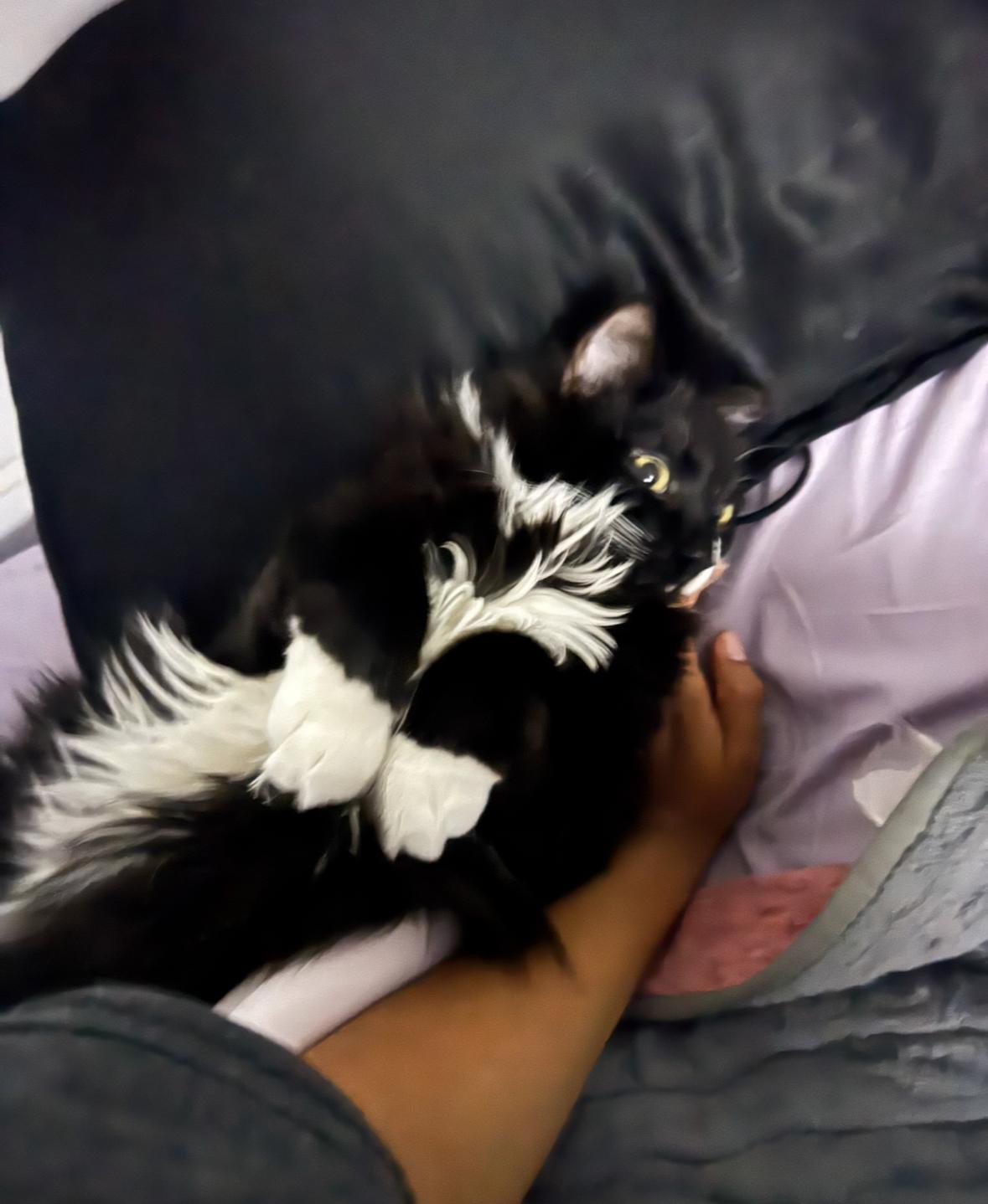 Chiclet, an adoptable Tuxedo in Torrey, UT, 84775 | Photo Image 5