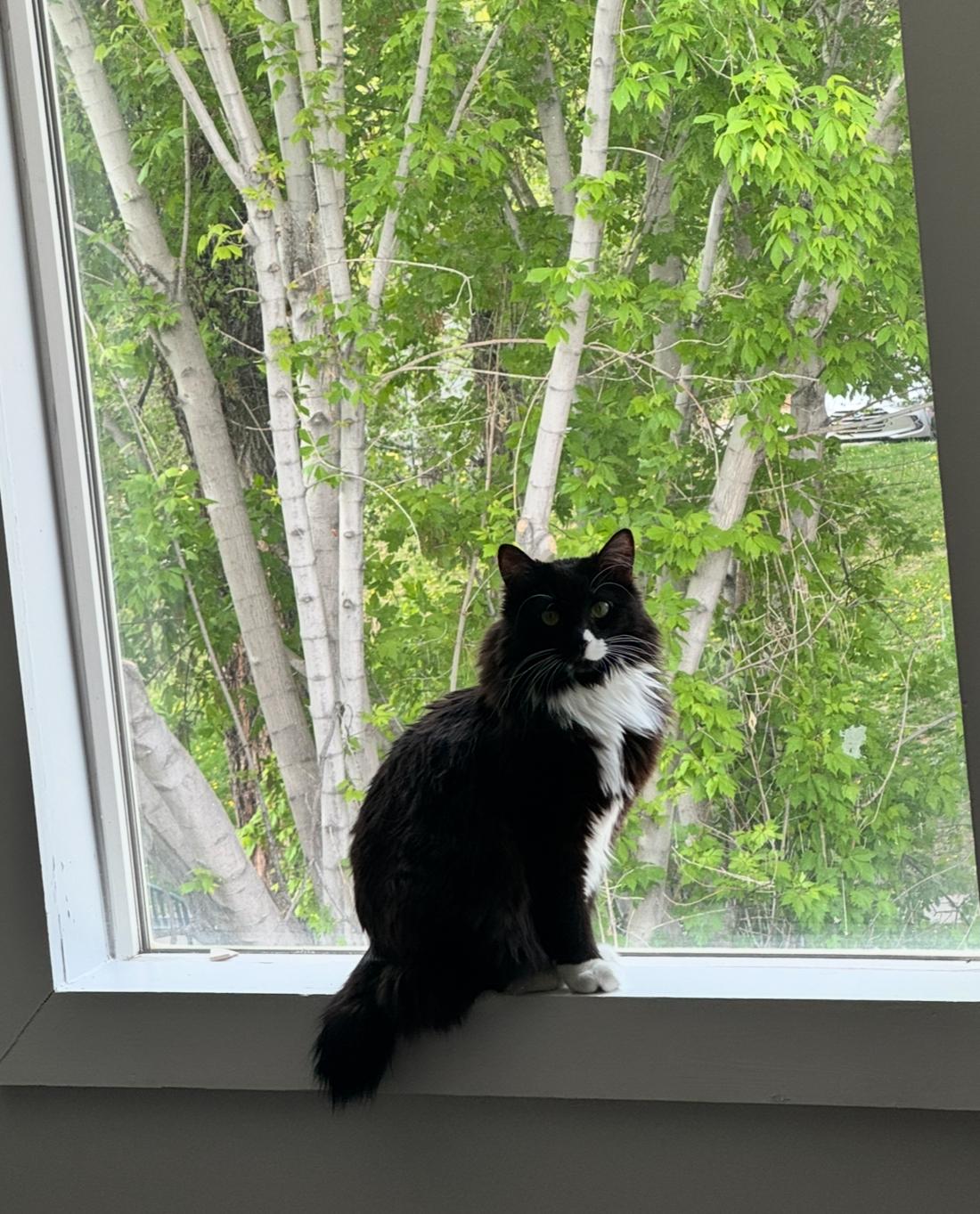 Chiclet, an adoptable Tuxedo in Torrey, UT, 84775 | Photo Image 4