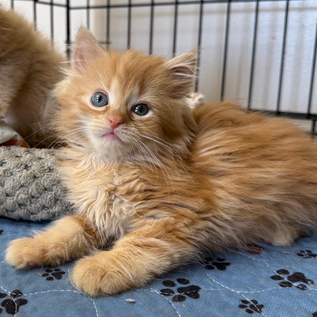 Enlarge Lace, a Adoptable Domestic Long Hair in Archbold , OH image 1/1
