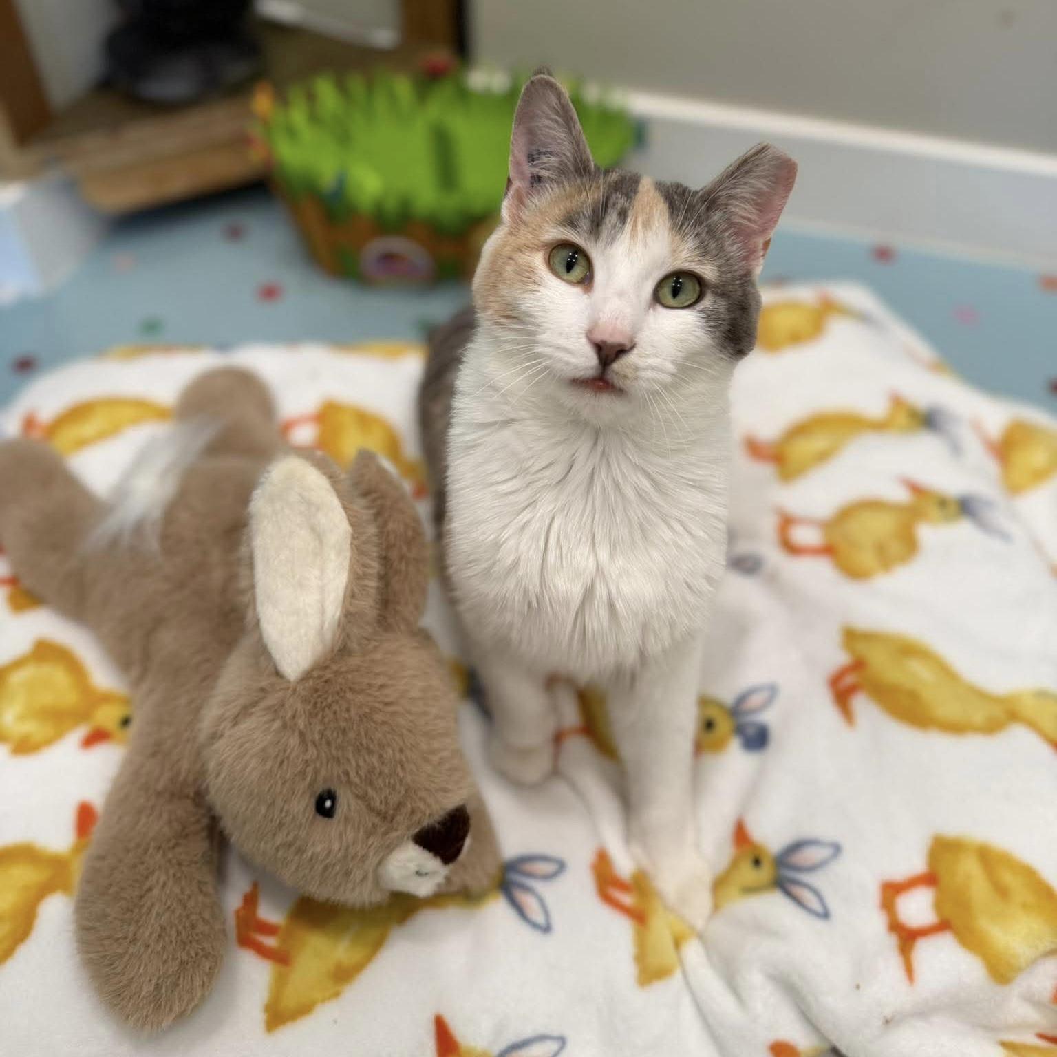 Octavia, ADOPTABLE, Young Female Domestic Short Hair.