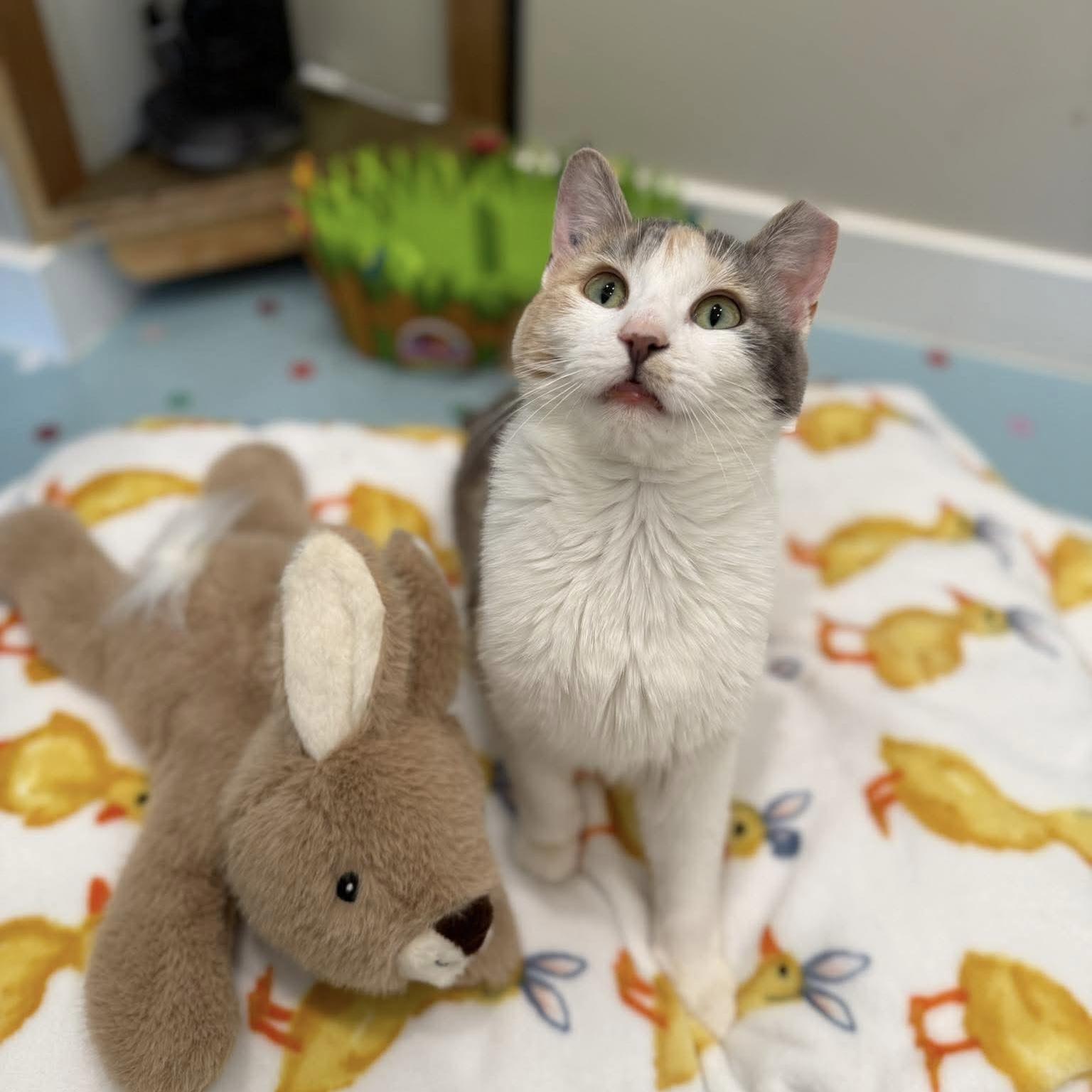 Octavia, a ADOPTABLE Domestic Short Hair in Langley, BC image 3/3