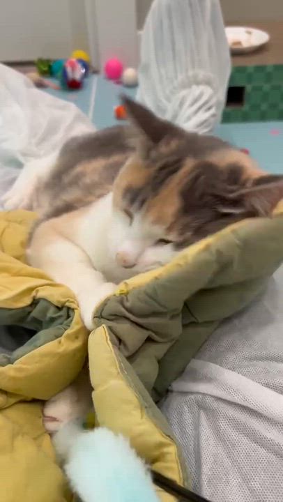 Enlarge Octavia, a ADOPTABLE Domestic Short Hair in Langley, BC video 2/3