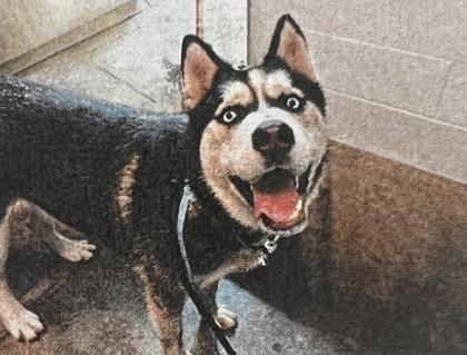 Enlarge Chiko - 1, a Adoptable mixed breed in Daytona Beach, FL image 1/1