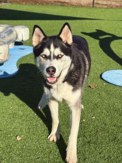 Chiko - 1, Adoptable, Adult Male Siberian Husky & Mixed Breed.