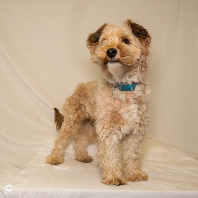 Zephyr, adopted, Young Male Miniature Poodle & Terrier.