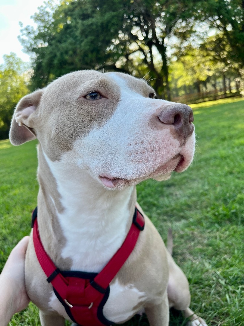 Tigress, a Adoptable mixed breed in Seattle, WA image 1/14