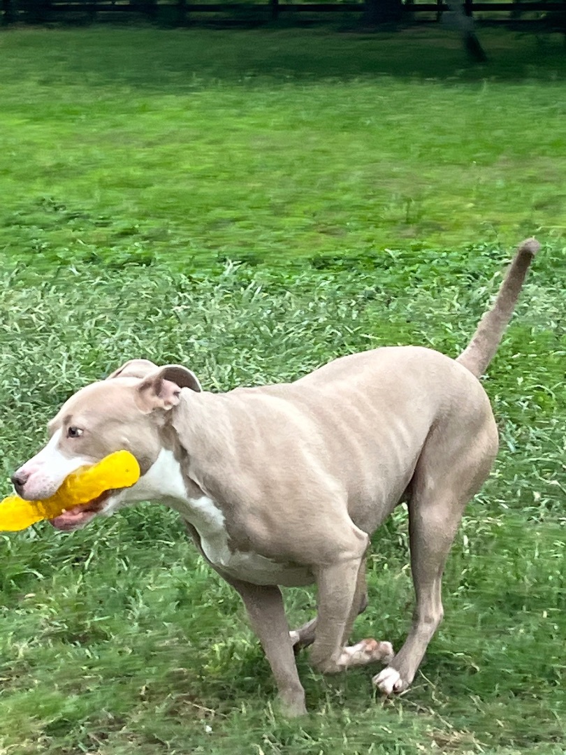 Tigress, a Adoptable mixed breed in Seattle, WA image 2/14