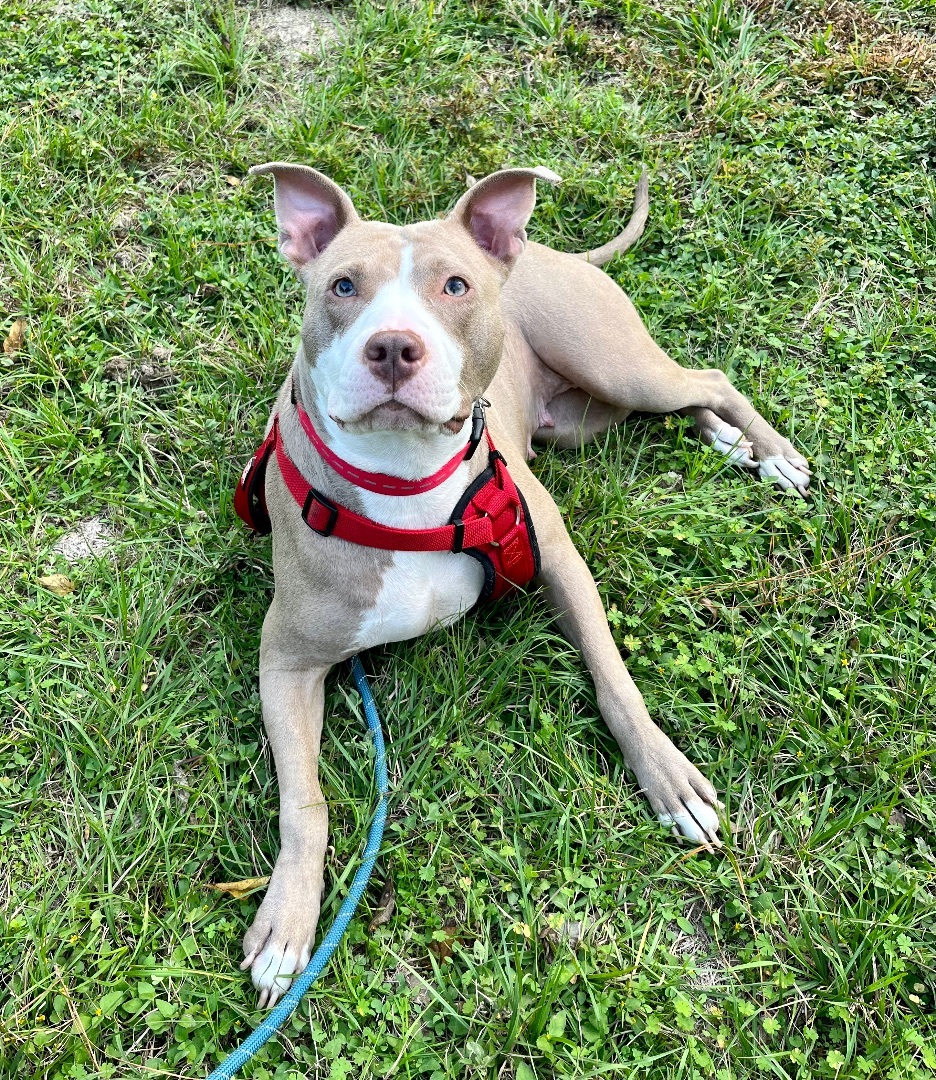 Tigress, a Adoptable mixed breed in Seattle, WA image 4/14