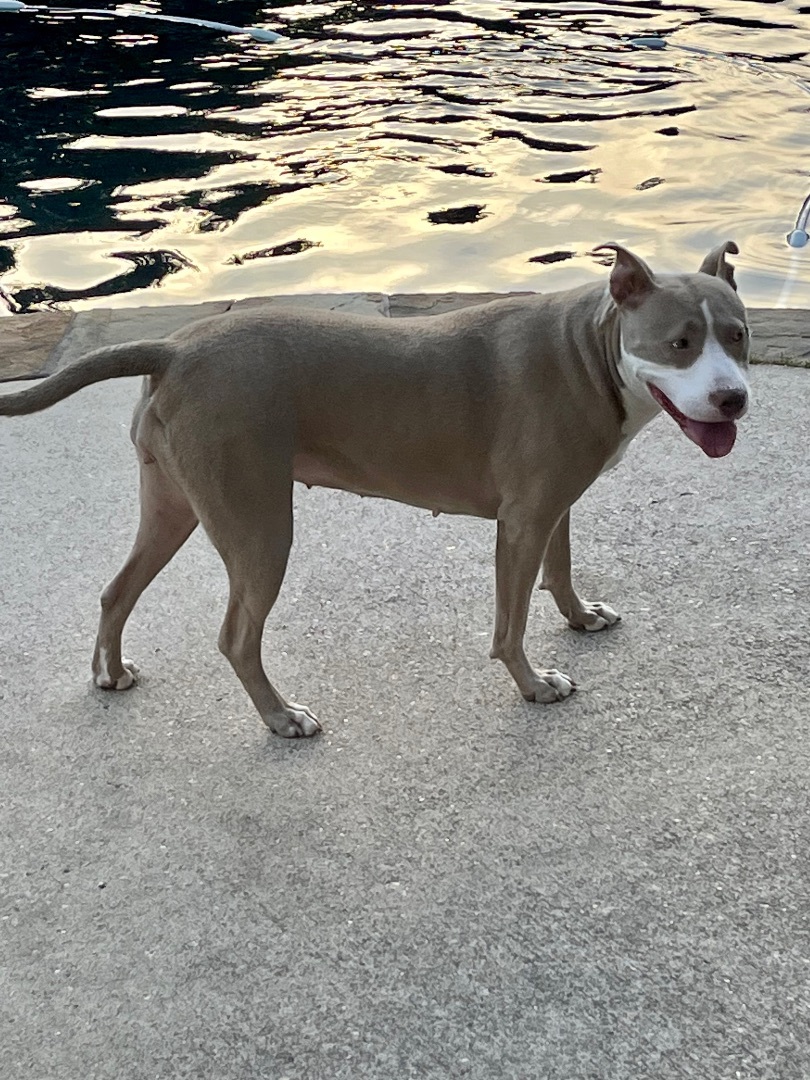 Tigress, a Adoptable mixed breed in Seattle, WA image 5/14