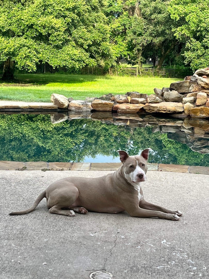 Tigress, a Adoptable mixed breed in Seattle, WA image 6/14