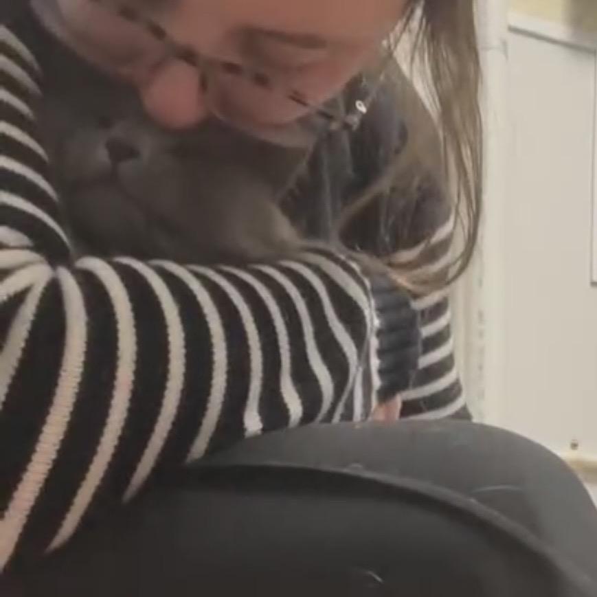 Tamale, Adoptable, Young Female Domestic Long Hair & Domestic Long Hair.