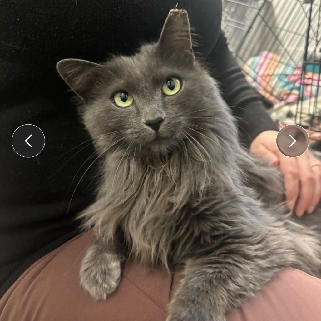 Tamale, Adoptable, Young Female Domestic Long Hair & Domestic Long Hair.