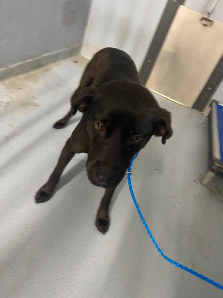 Bell, Adoptable, Young Female Mixed Breed.