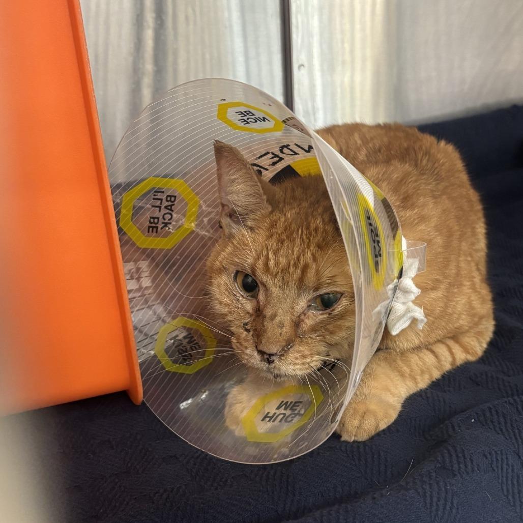 Yuri, a Adoptable Domestic Short Hair in Houston, TX image 1/3