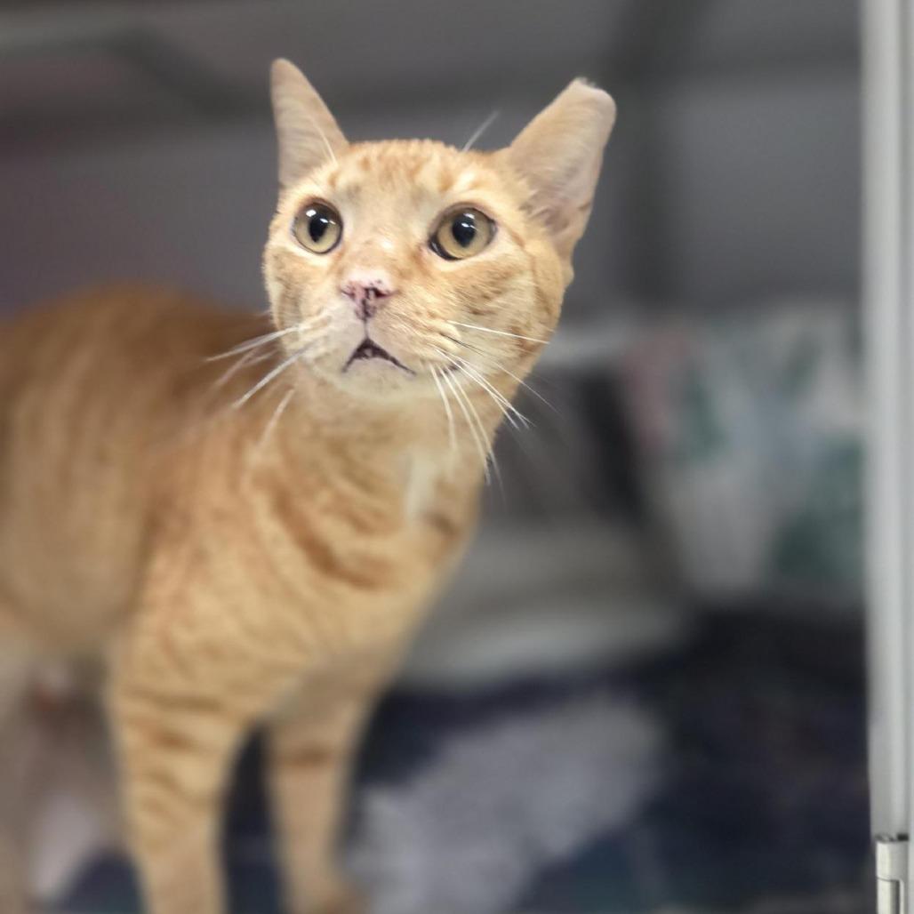 Yuri, a Adoptable Domestic Short Hair in Houston, TX image 2/5