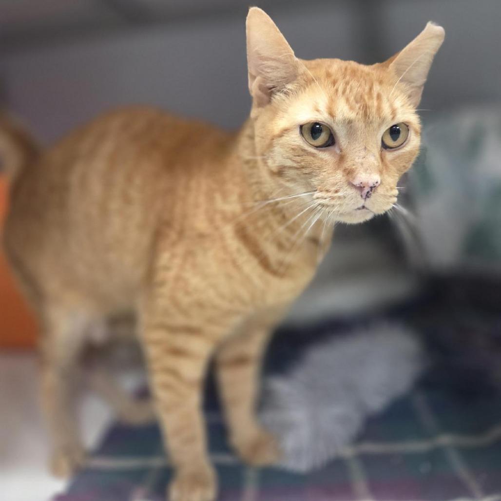 Yuri, a Adoptable Domestic Short Hair in Houston, TX image 3/5