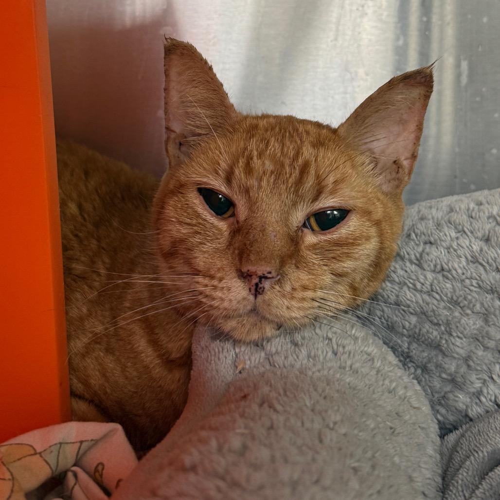 Yuri, a Adoptable Domestic Short Hair in Houston, TX image 2/3