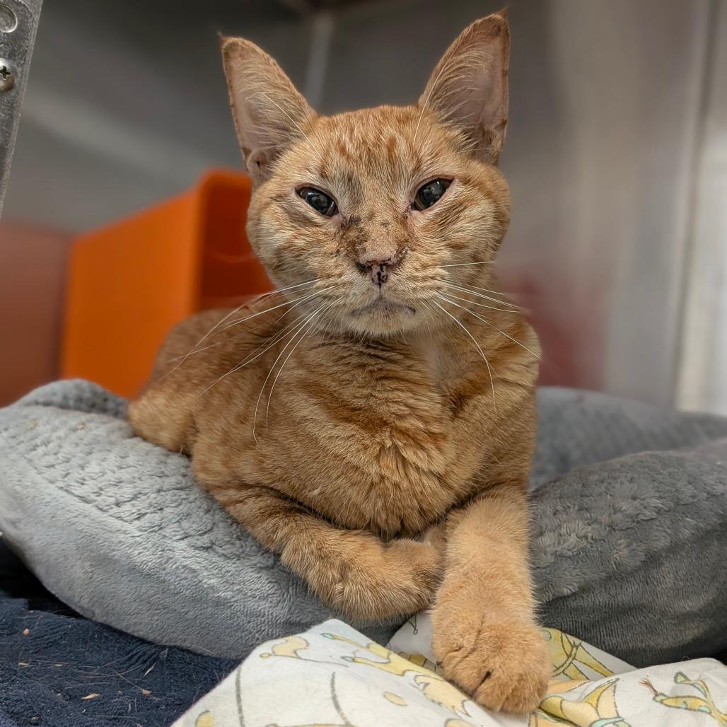 Yuri, a Adoptable Domestic Short Hair in Houston, TX image 3/3