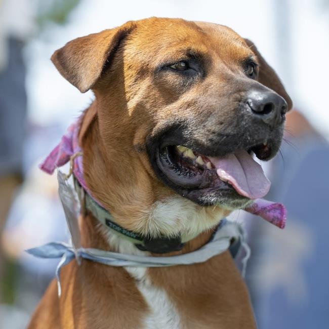 Rocco - Adopted!, Adoptable, Adult Male Shepherd & Boxer.