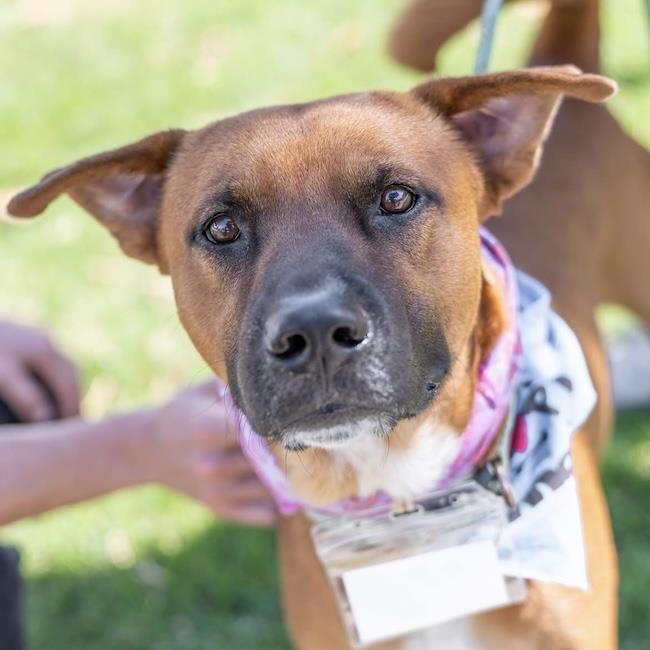Rocco - Adopted!, a Adoptable mixed breed in San Diego, CA image 2/3