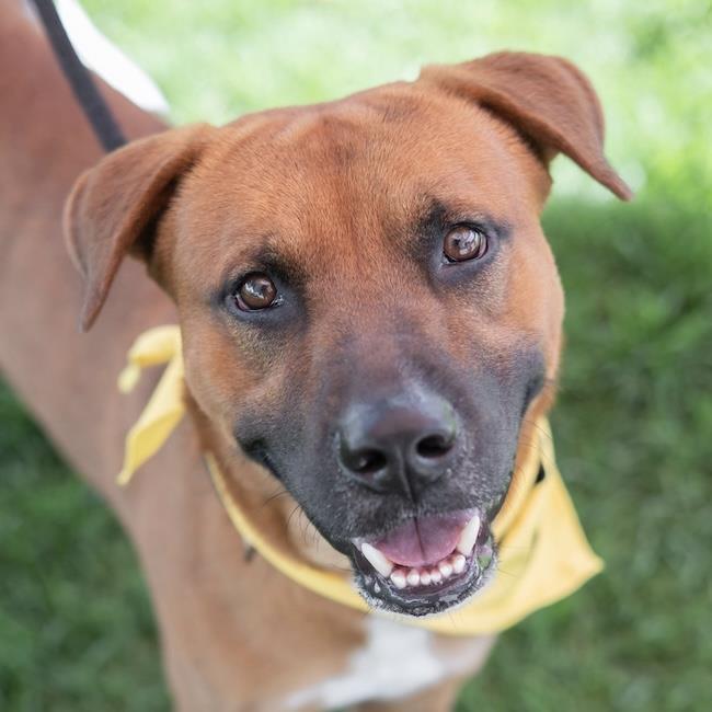 Rocco - Adopted!, a Adoptable mixed breed in San Diego, CA image 3/3