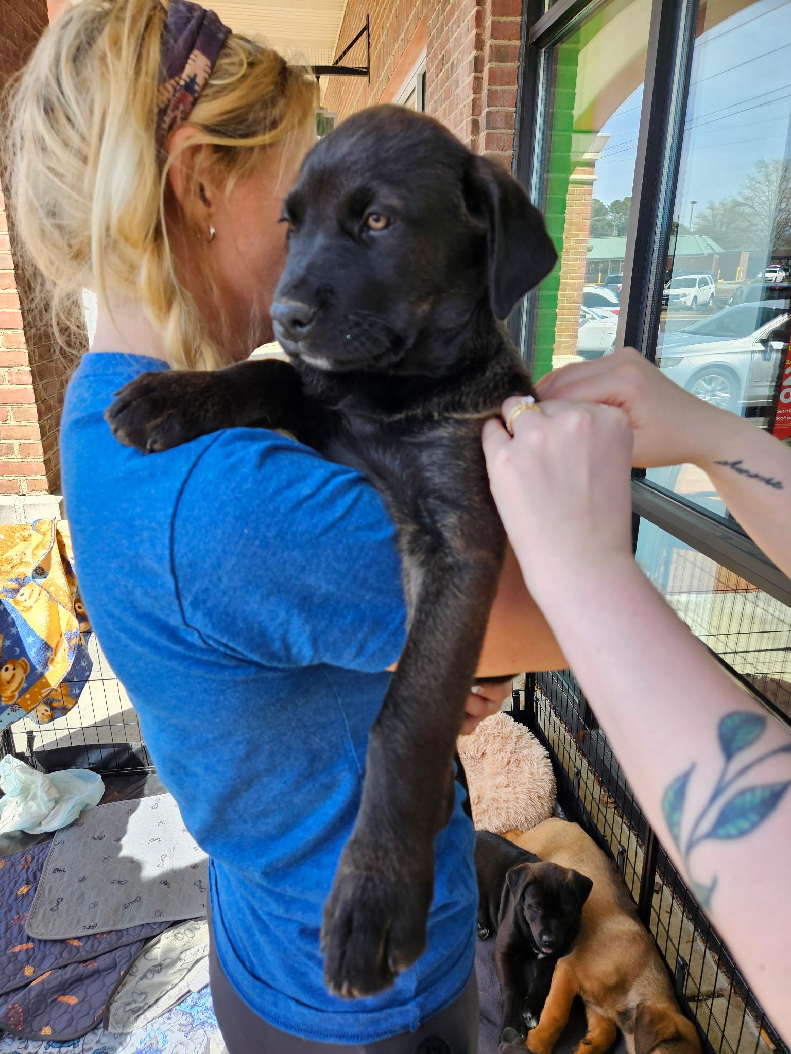 Enlarge Cronos - handsome little guy! Son of Gaia, an adopted mixed breed in Buford, GA image 2/4