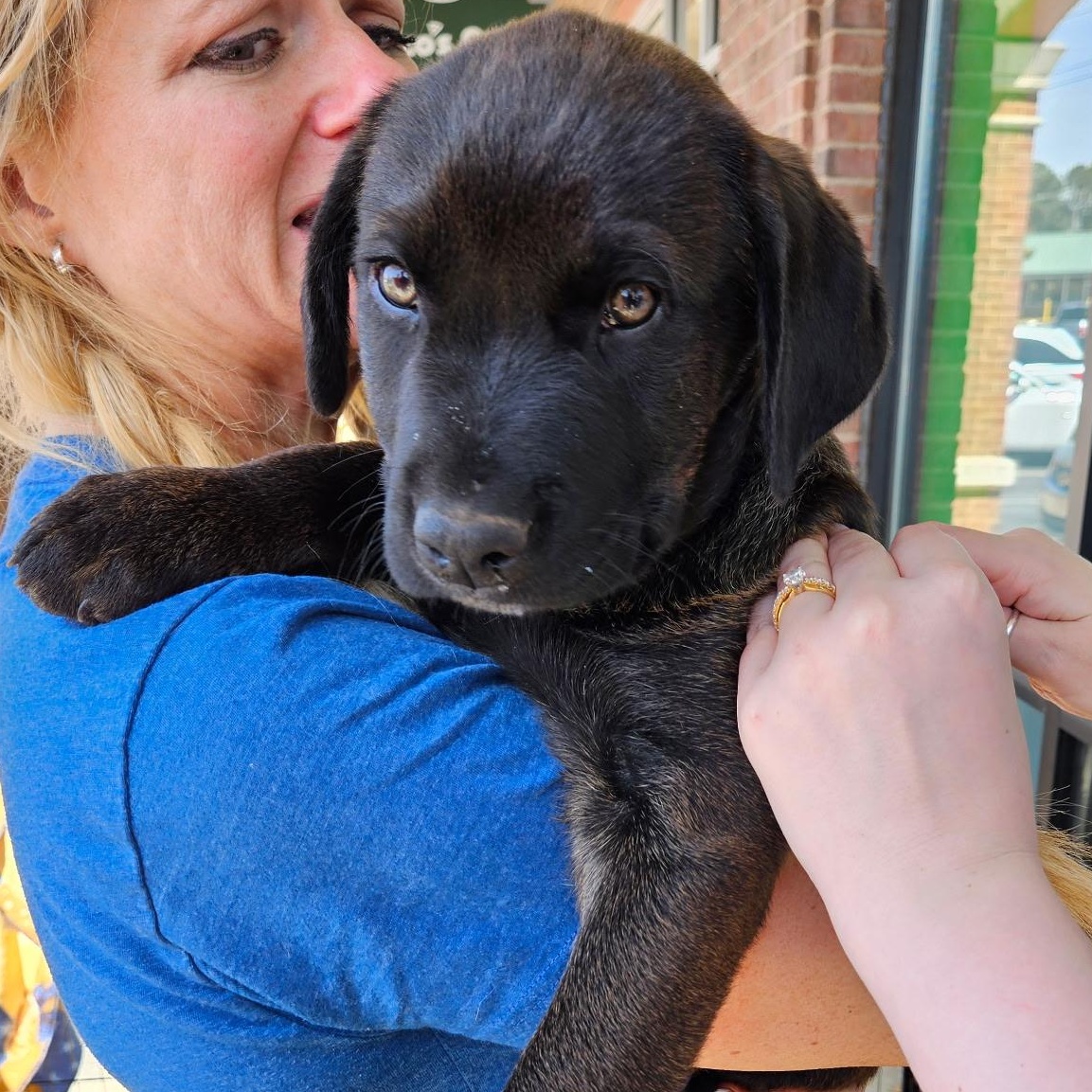 Cronos - handsome little guy! Son of Gaia, adopted, Puppy Male Rhodesian Ridgeback & Labrador Retriever.