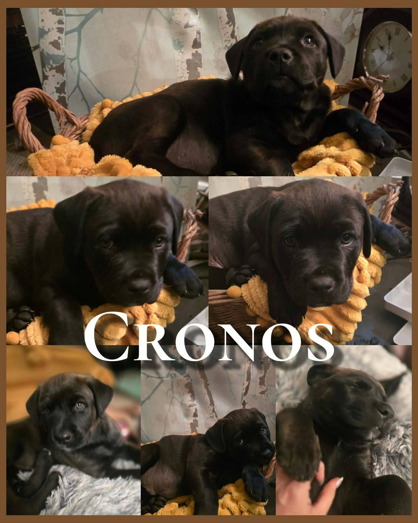 Enlarge Cronos - handsome little guy! Son of Gaia, an adopted mixed breed in Buford, GA image 4/4