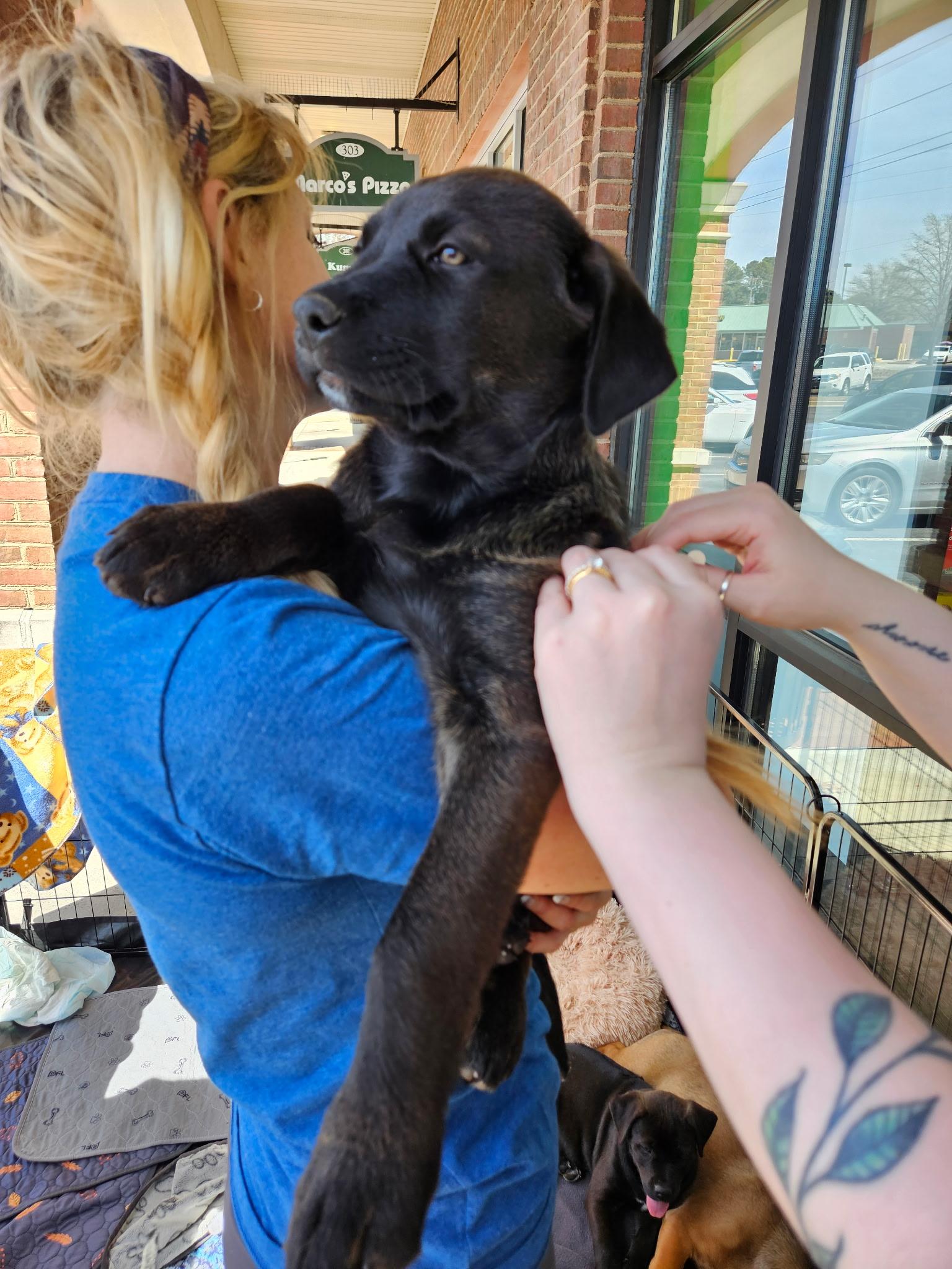 Enlarge Cronos - handsome little guy! Son of Gaia, an adopted mixed breed in Buford, GA image 3/4