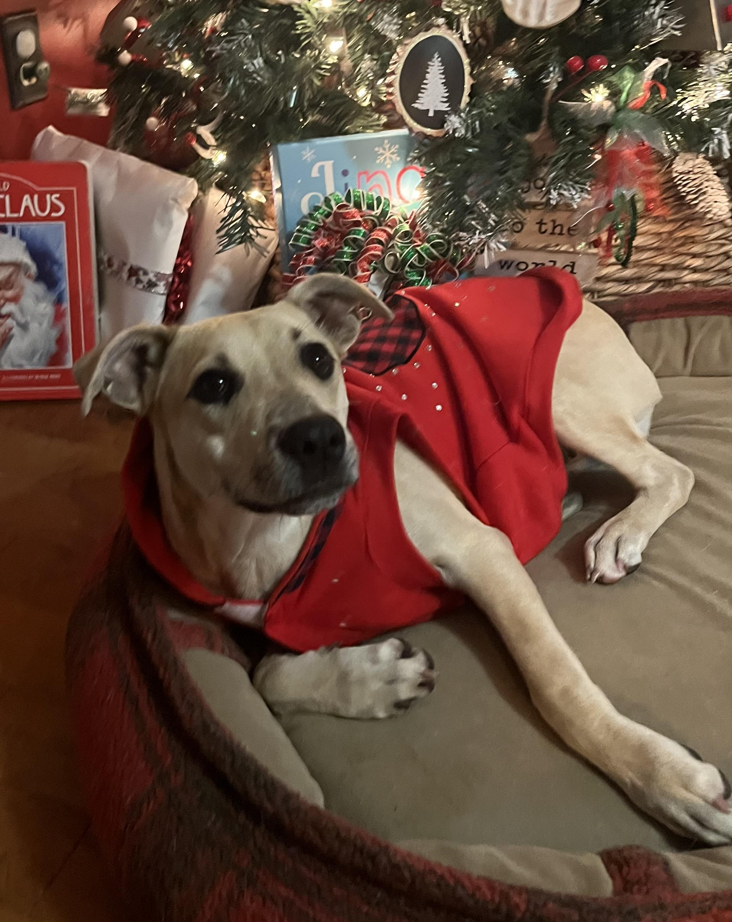 Enlarge Dayze, an adoptable mixed breed in Pensacola, FL image 1/4