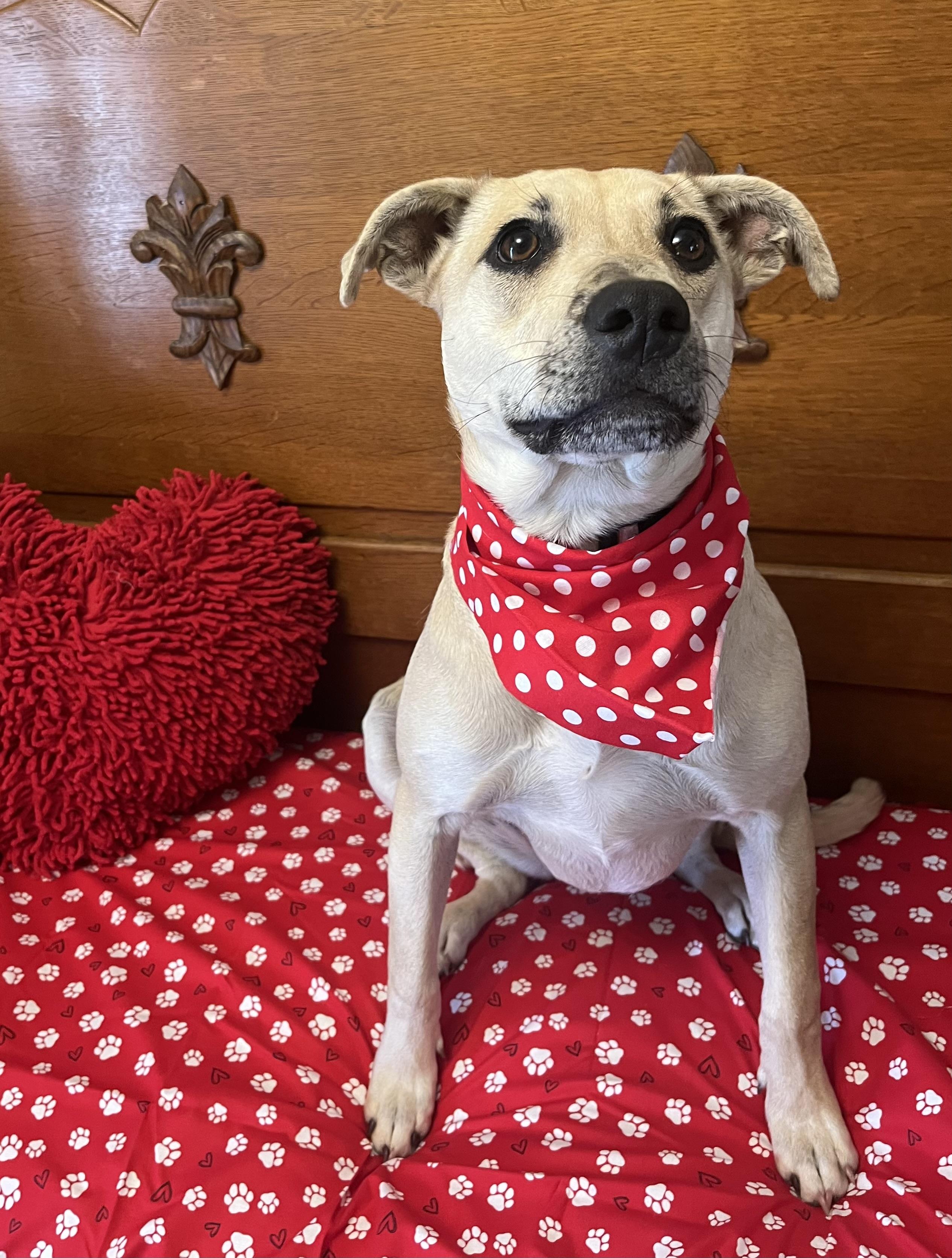 Enlarge Dayze, an adoptable mixed breed in Pensacola, FL image 4/5