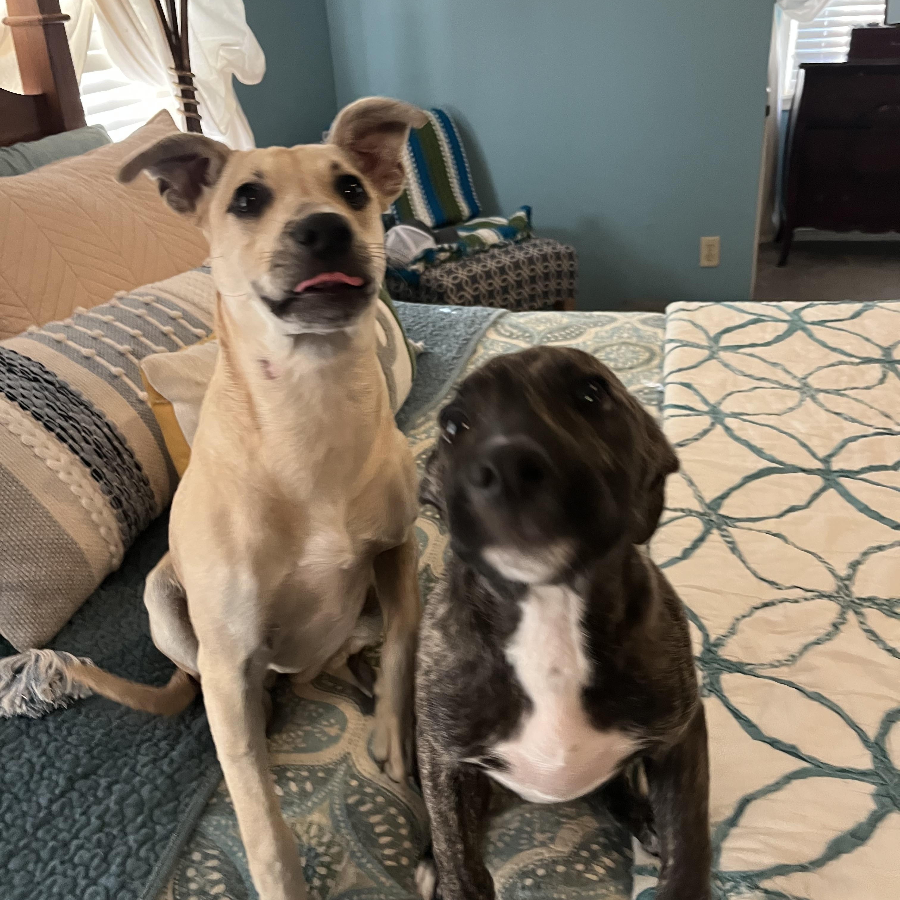 Enlarge Dayze, an adoptable mixed breed in Pensacola, FL image 2/4