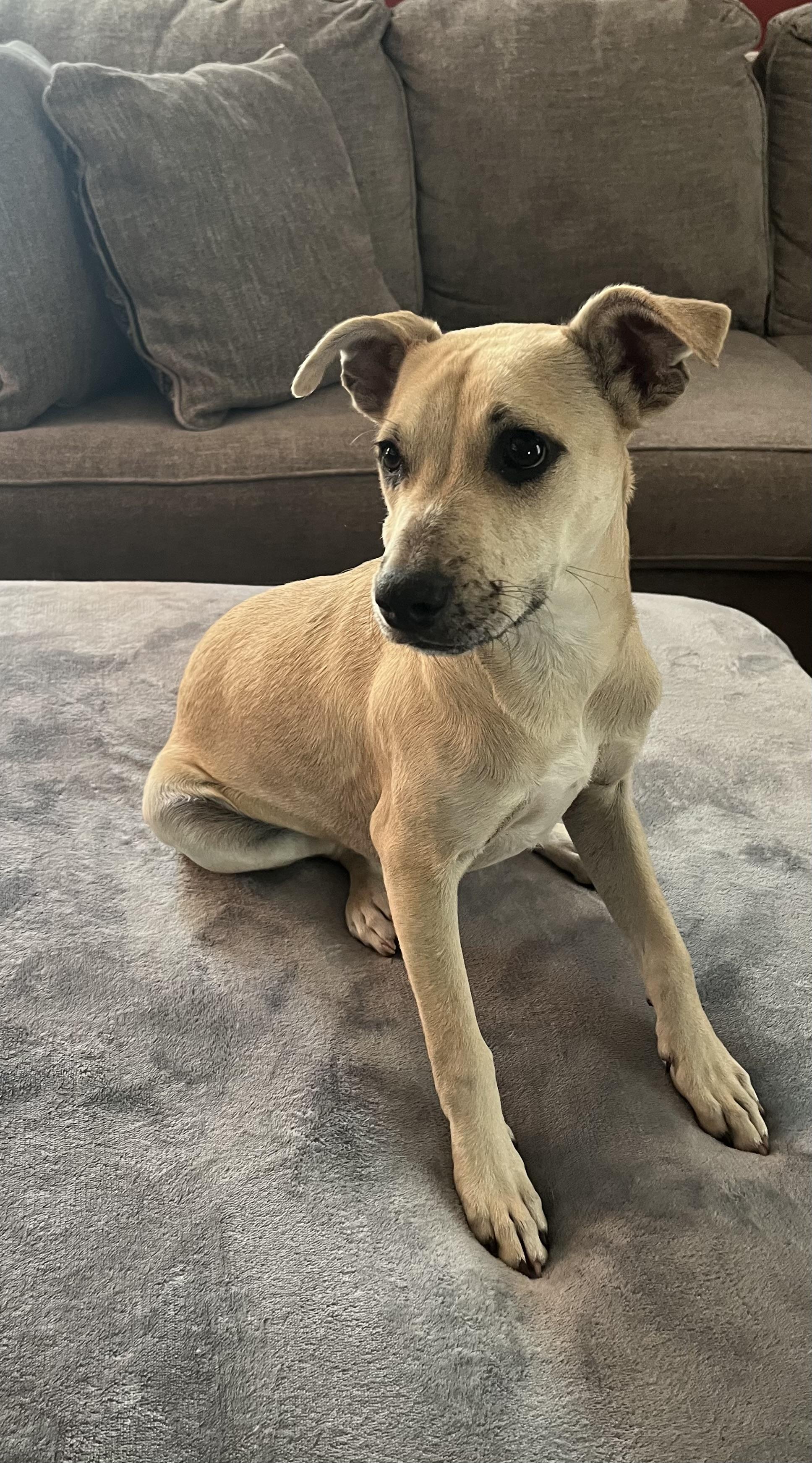 Enlarge Dayze, an adoptable mixed breed in Pensacola, FL image 3/4