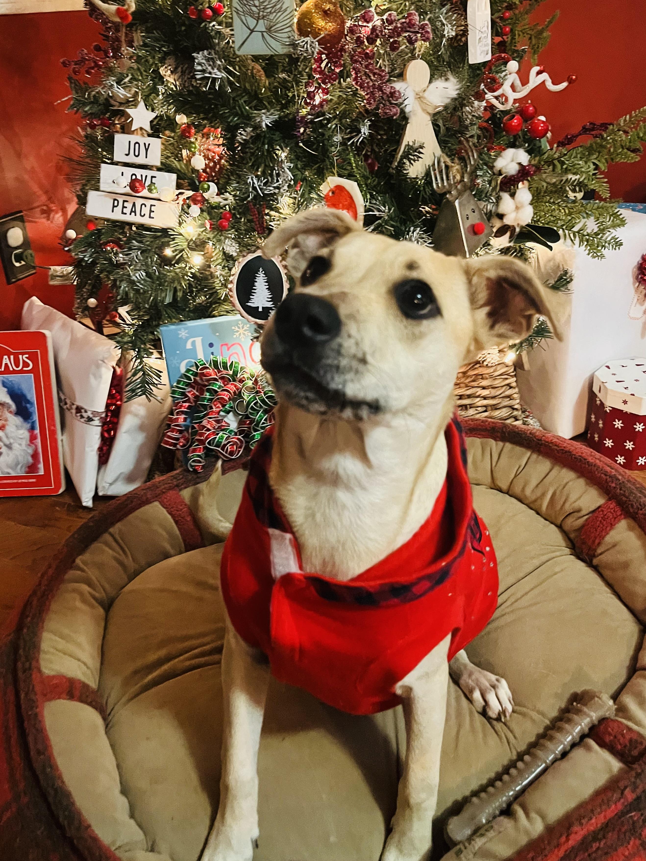 Enlarge Dayze, an adoptable mixed breed in Pensacola, FL image 4/4