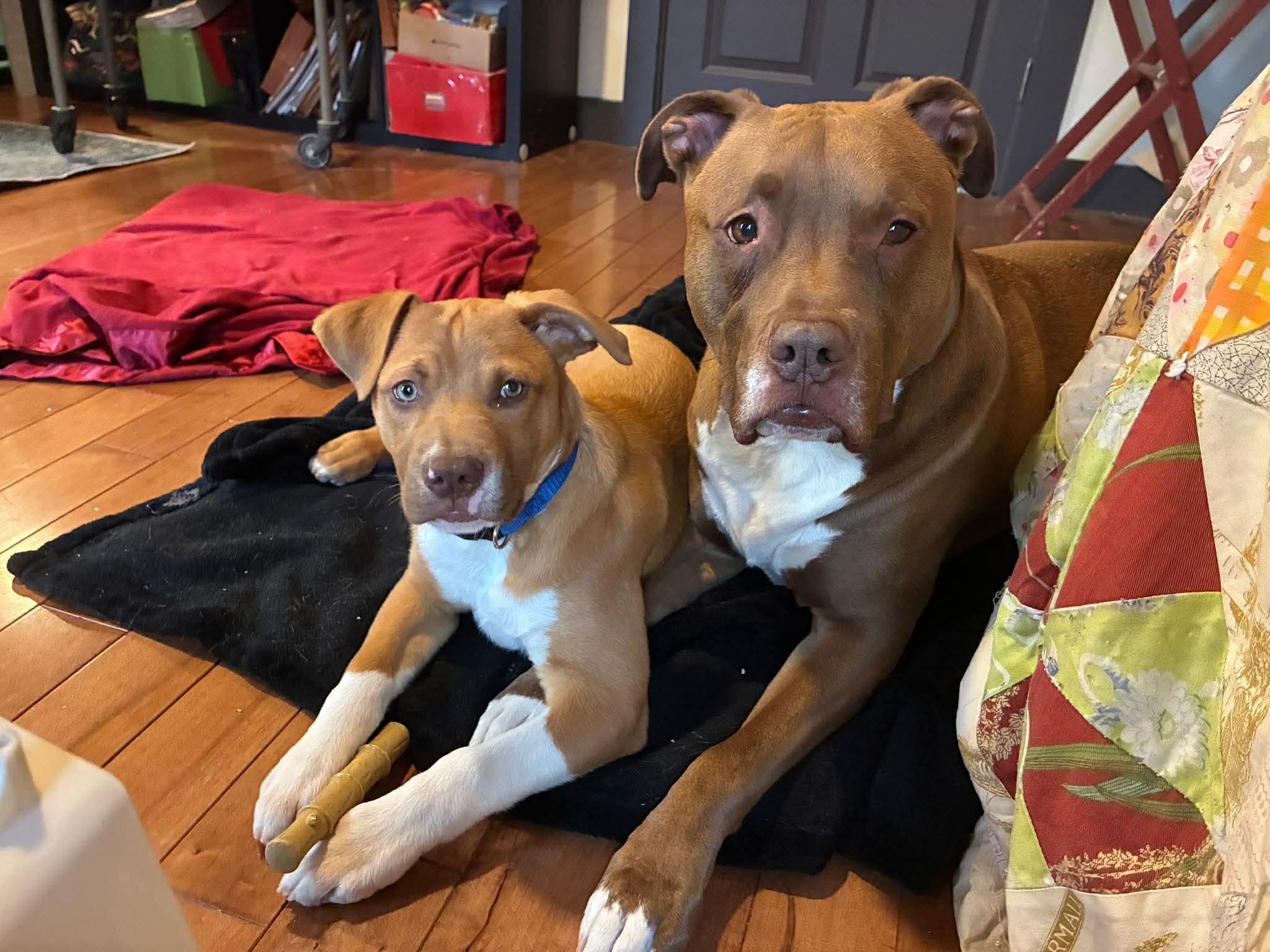 Neutron Star, a Adoptable mixed breed in Portland, ME image 3/6