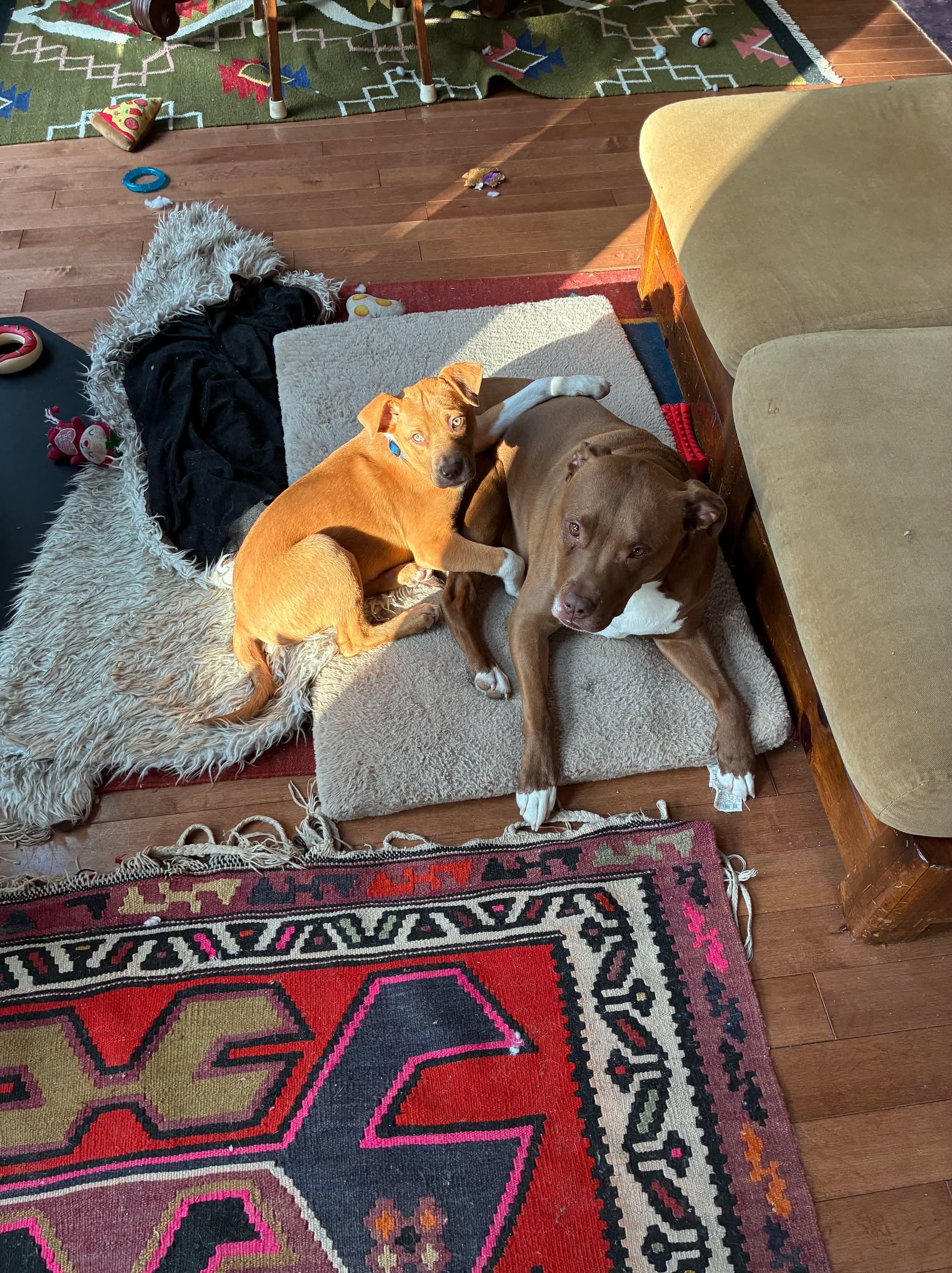 Neutron Star, a Adoptable mixed breed in Portland, ME image 4/6