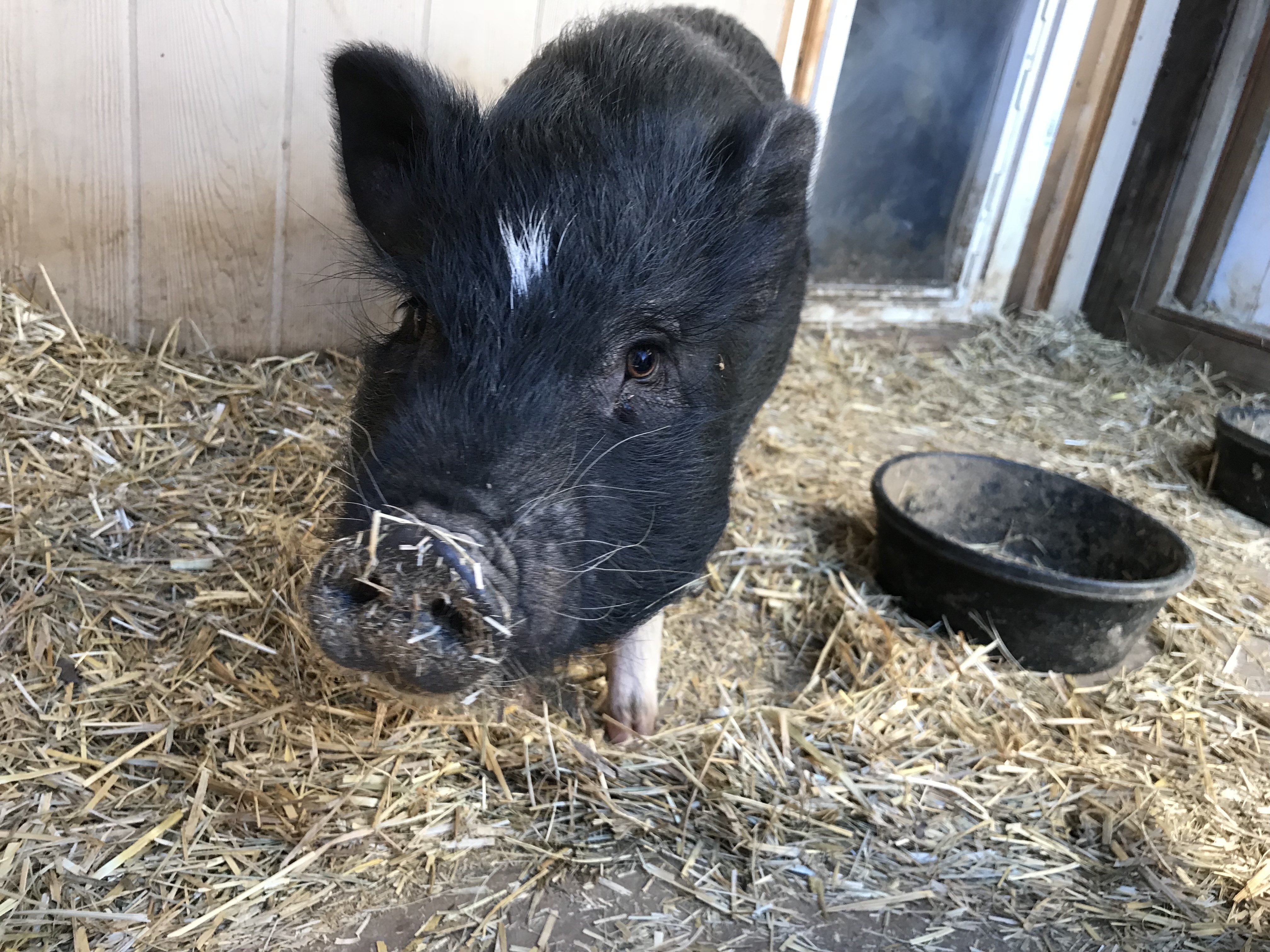 Tom, Baby Male Pot Bellied