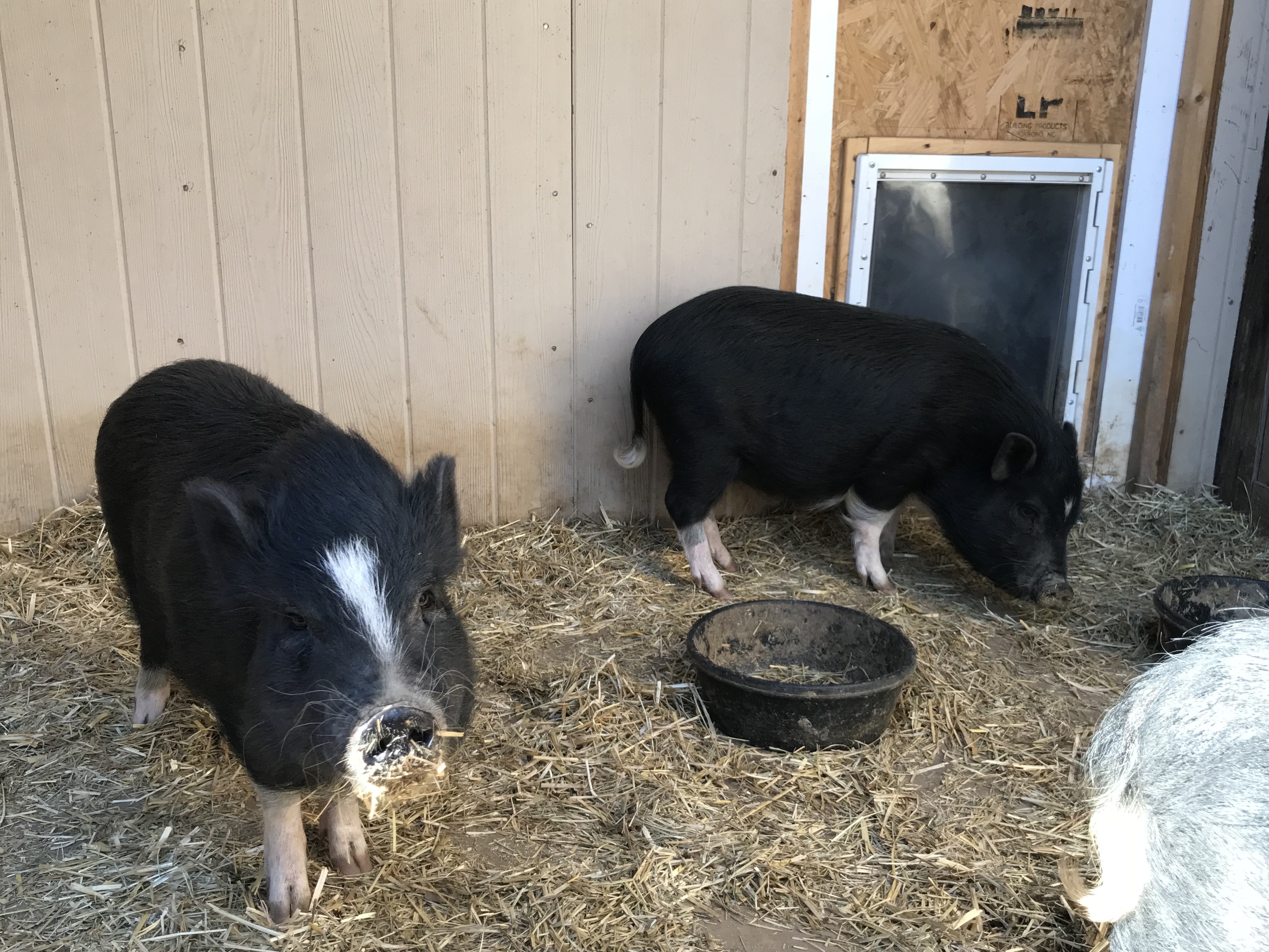 Tom, a Adoptable Pot Bellied in Durham, NC image 2/6