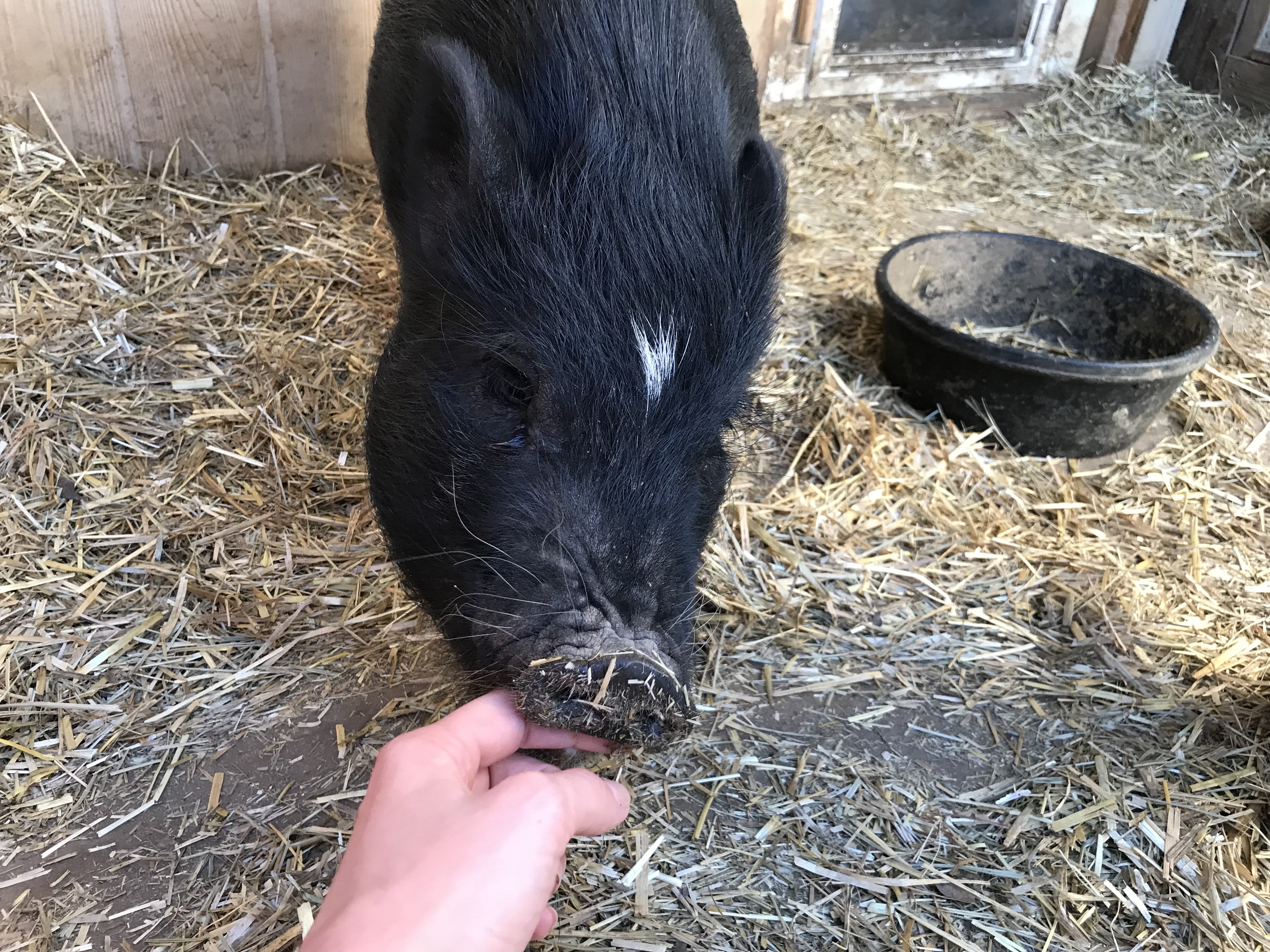 Tom, a Adoptable Pot Bellied in Durham, NC image 3/6