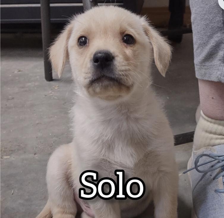 Enlarge Solo, an adopted Golden Retriever in Hollister, MO image 1/1