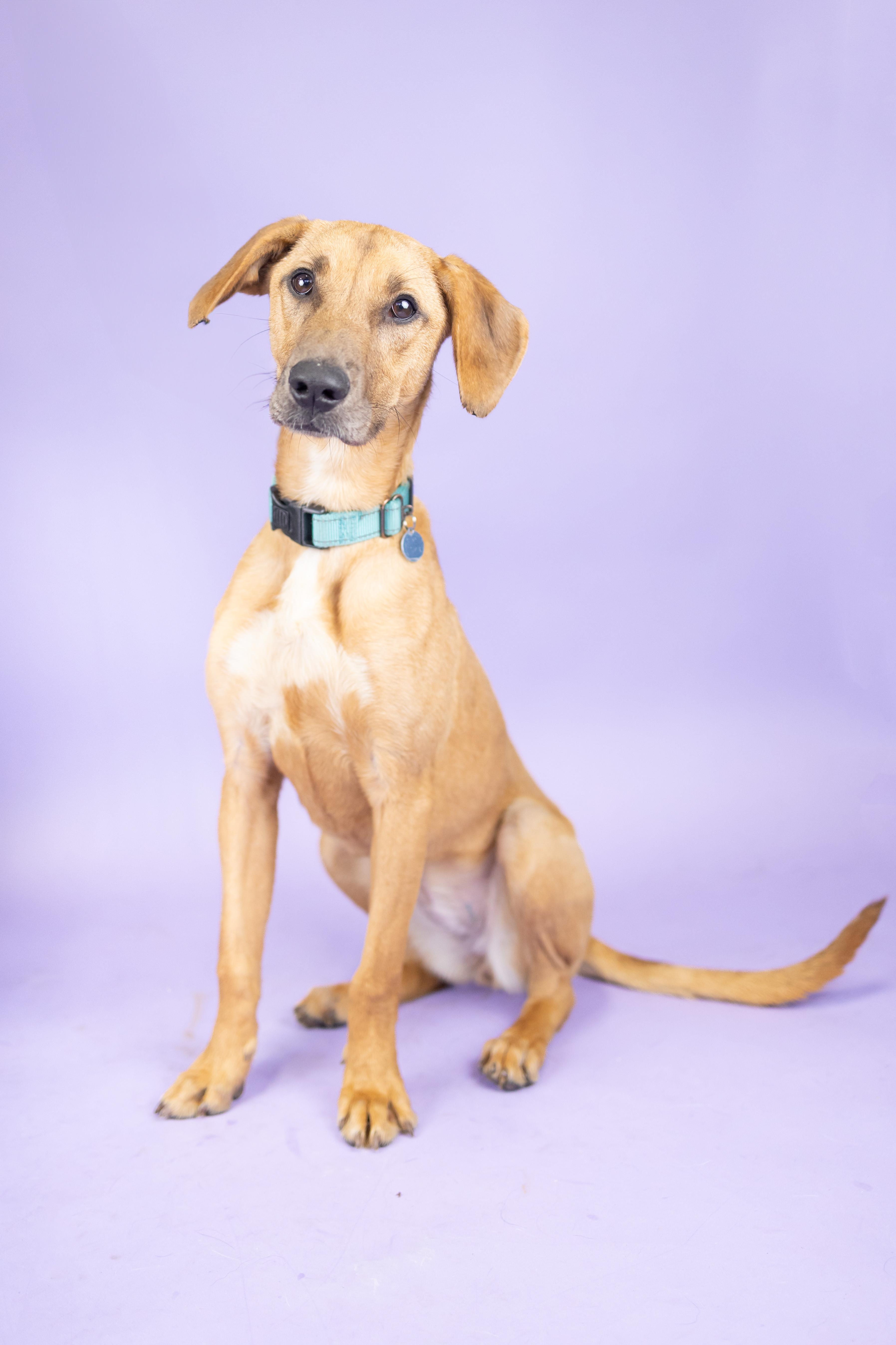 Enlarge Tina, a Adoptable mixed breed in Portland, OR image 1/2