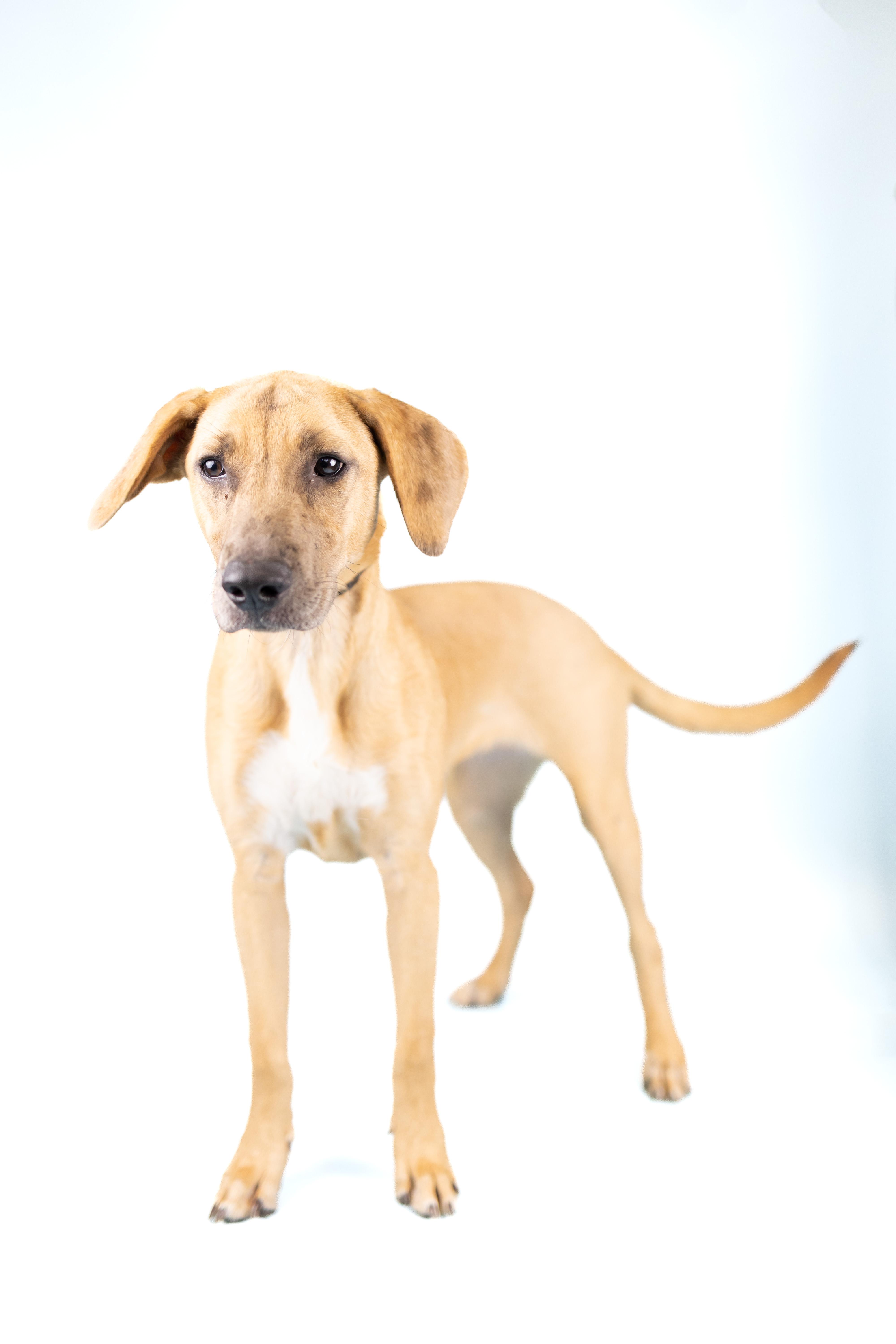 Enlarge Tina, a Adoptable mixed breed in Portland, OR image 2/2